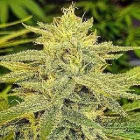 Lord Kush > Delicious Seeds